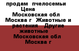 продам  пчелосемьи › Цена ­ 3 500 - Московская обл., Москва г. Животные и растения » Другие животные   . Московская обл.,Москва г.